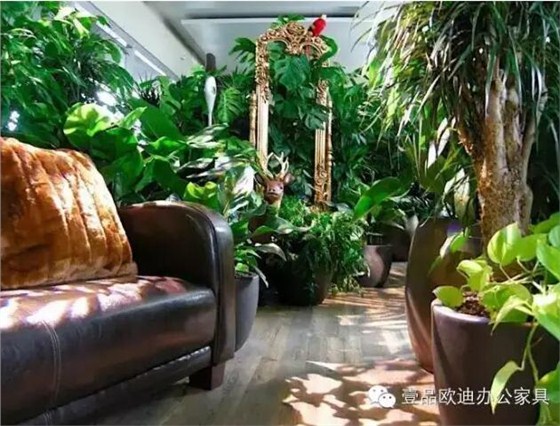 為什么辦公室里一定要養植物？-壹品歐迪辦公家具