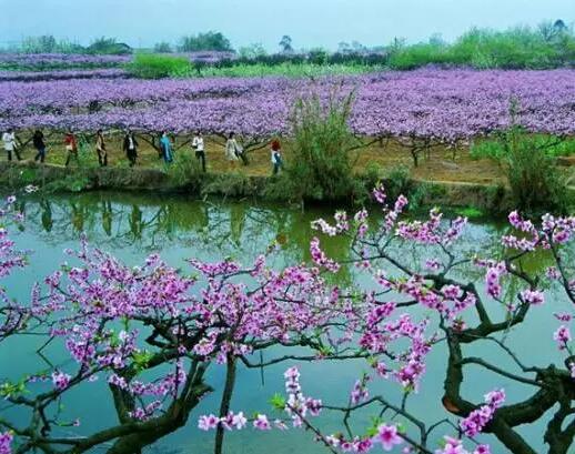 清明節成都踏青賞花好去處——壹品歐迪辦公家具推薦